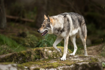 Naklejka na ściany i meble Saarloos Wolfdog on the river stone