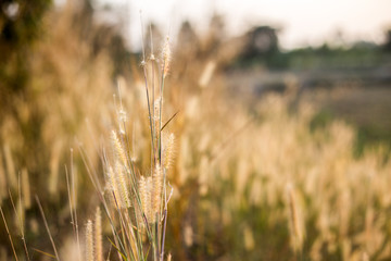 flower and grass