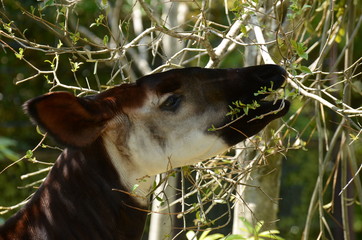 オカピ © swgwecp