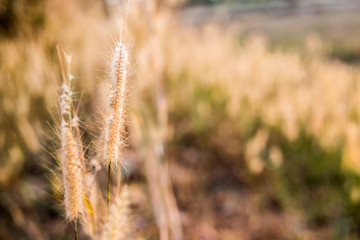 flower and grass