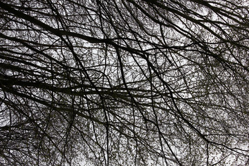 Naked branches of a tree against blue sky close up