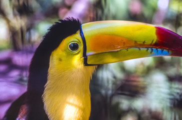 toucan in Belize