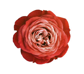 red rose flower. white isolated background with clipping path. Nature. Closeup no shadows. Nature.