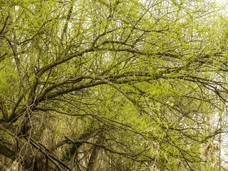 National park Donauauen, Austria, Lower Austria, Vienna area