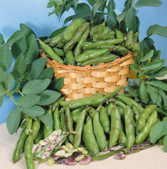 Green beans