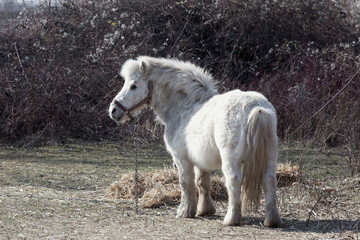 Fototapeta premium Poney