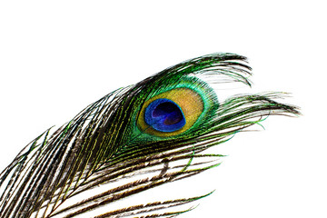 Beautiful peacock feather isolated on a white background.