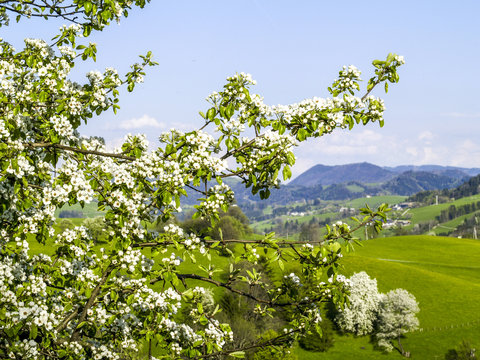 Pear tree in blossom in the background farm on a hill, Austria,