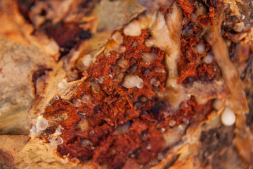 Baumharz wird zu Weihrauch