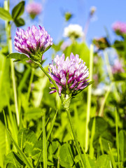 Clover in bloom, red clover