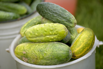 Green cucumbers