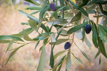 Plakat Olivenbaum auf Kreta