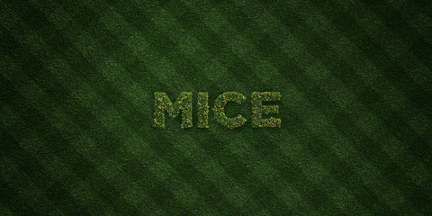 MICE - fresh Grass letters with flowers and dandelions - 3D rendered royalty free stock image. Can be used for online banner ads and direct mailers..