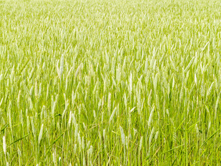 Cereals, corn, field
