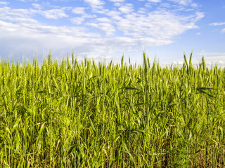Cereals, corn, clouded sky, field