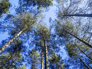 Obraz premium Forest