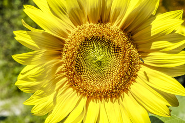 Obraz premium Sunflower