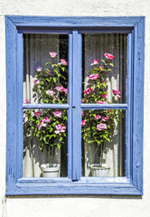 Fototapeta na wymiar Blue window frame, flower decoration in the window