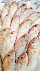 fresh ornate threadfin bream fish on ice in the market.