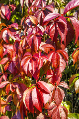 Virginia Creeper