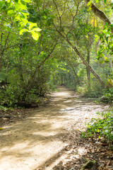 Fototapeta na wymiar Dirt road in tropical forest