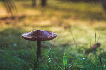 Forest mushrooms in the grass - 137932780