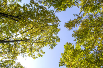 Beech forest, red beech