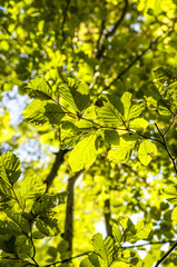 Beech forest, red beech