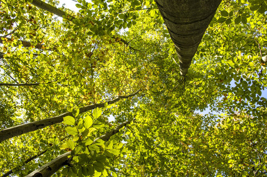 Beech Forest, Red Beech