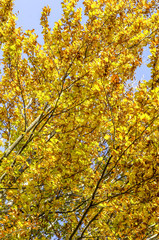 Beech forest, red beech