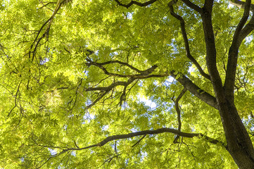 Ash tree, fraxinus, Austria, Vienna, 1. district, city hall
