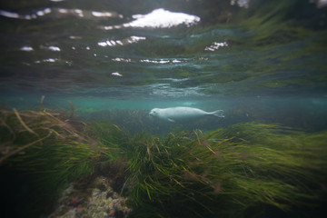 Fototapeta na wymiar Phoca largha (Larga Seal, Spotted Seal) underwater pictures