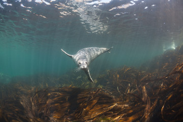 Fototapeta premium Podwodne zdjęcia Phoca largha (Larga Seal, Spotted Seal)