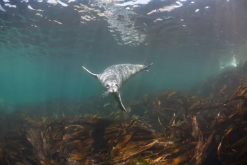 Wanddecoratie Onder water Phoca largha (Larga Seal, Spotted Seal) underwater pictures  © Valerijs Novickis