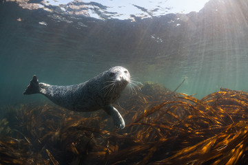 Obraz premium Phoca largha (Larga Seal, Spotted Seal) underwater pictures