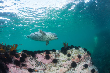Naklejka premium Phoca largha (Larga Seal, Spotted Seal) underwater pictures