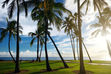 Fototapeta premium Sunrise with palm trees in Salt Pond Beach Park on Kauai