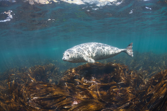 Phoca largha (Larga Seal, Spotted Seal) underwater pictures