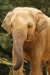 Fototapeta premium アジアゾウ