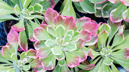 Fototapeta premium Succulent cactus plant in a garden.