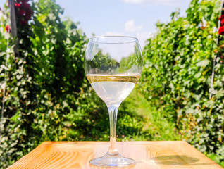 White wine glass in vineyard