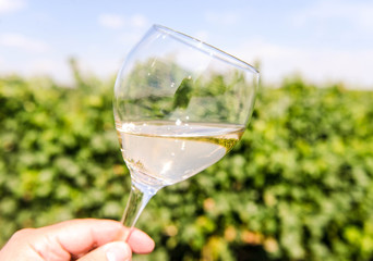 White wine glass in vineyard