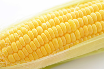 新鮮なトウモロコシ