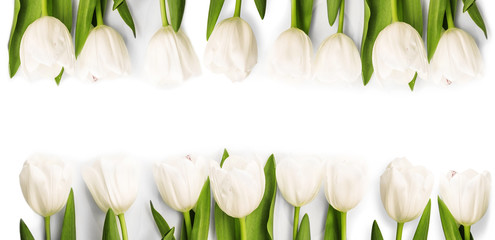 White Tulips with shadow
