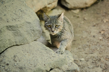 Katze
