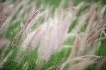 autumn reeds grass background texture