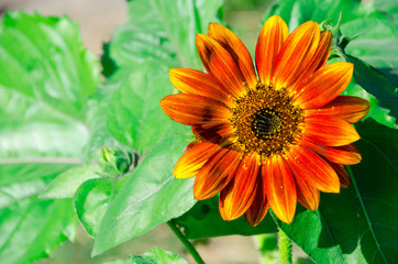 The Super On top gold Sunflower.