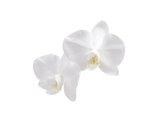 Naklejka na ściany i meble Flower orchid. White.