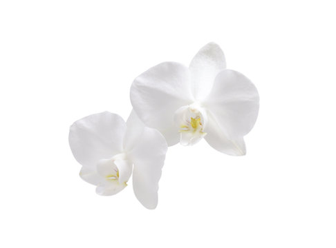 Flower orchid. White.