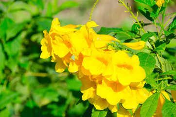 The tree top of some yellow flower 